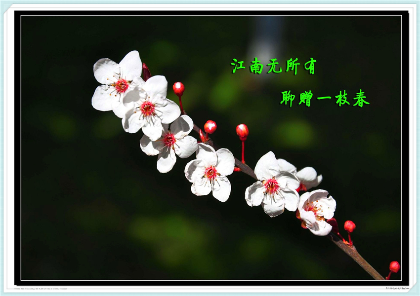 如梦令李清照赏析（李清照最好的诗词之如梦令） 第11张