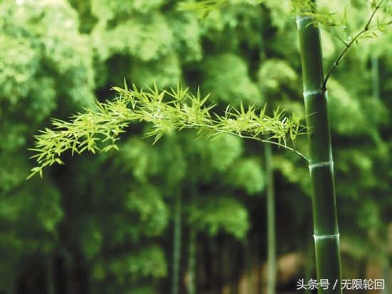 关于竹子的诗句有哪些（10首竹子的励志古诗） 第1张