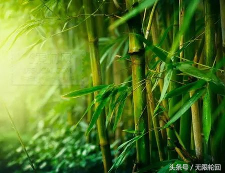 关于竹子的诗句有哪些（10首竹子的励志古诗） 第5张