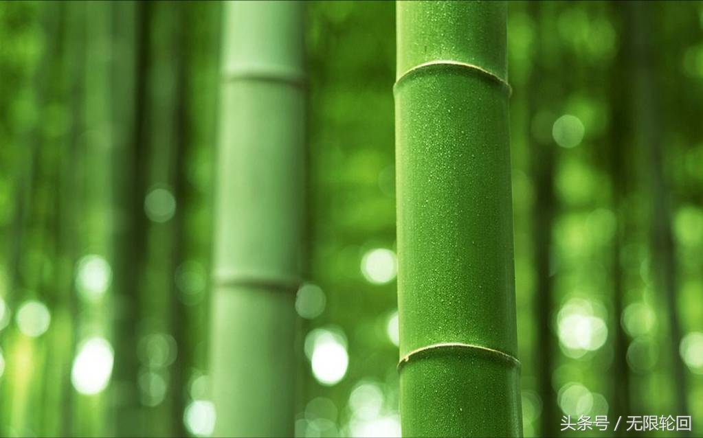 关于竹子的诗句有哪些（10首竹子的励志古诗） 第7张