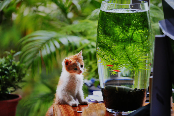 形容猫的诗句有哪些（赞美猫的精辟句子） 第3张