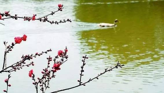 竹外桃花三两枝春江水暖鸭先知诗意（描写春天景色的古诗） 第5张