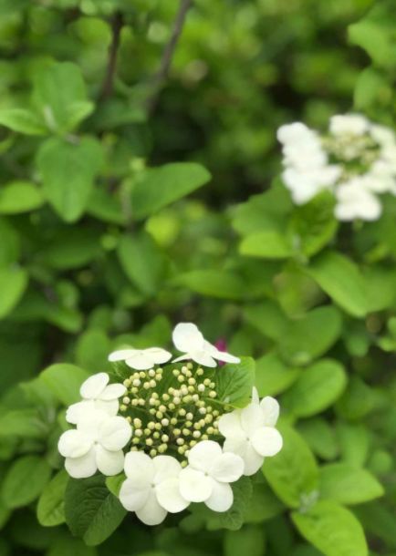 琼花的寓意（关于琼花的诗句） 第19张