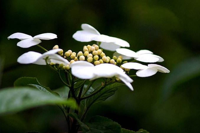 琼花的寓意（关于琼花的诗句） 第55张