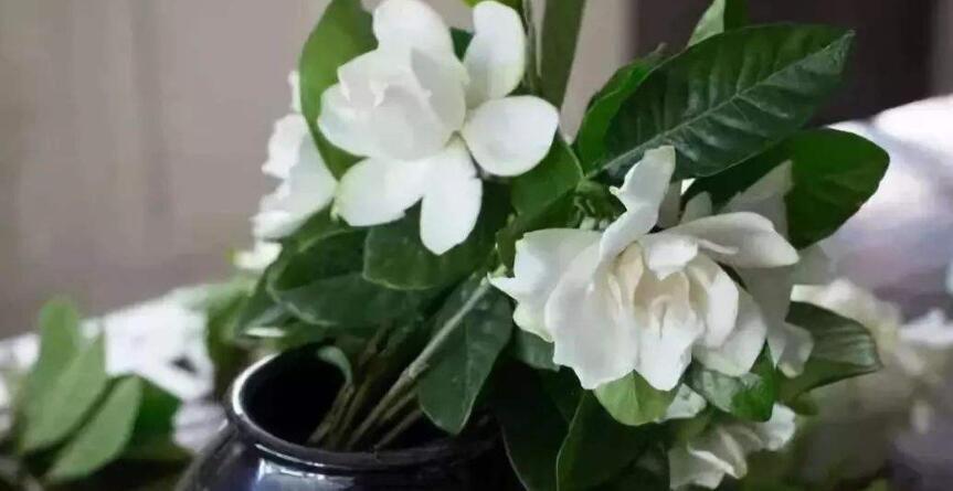 新家买什么花养比较好 第1张