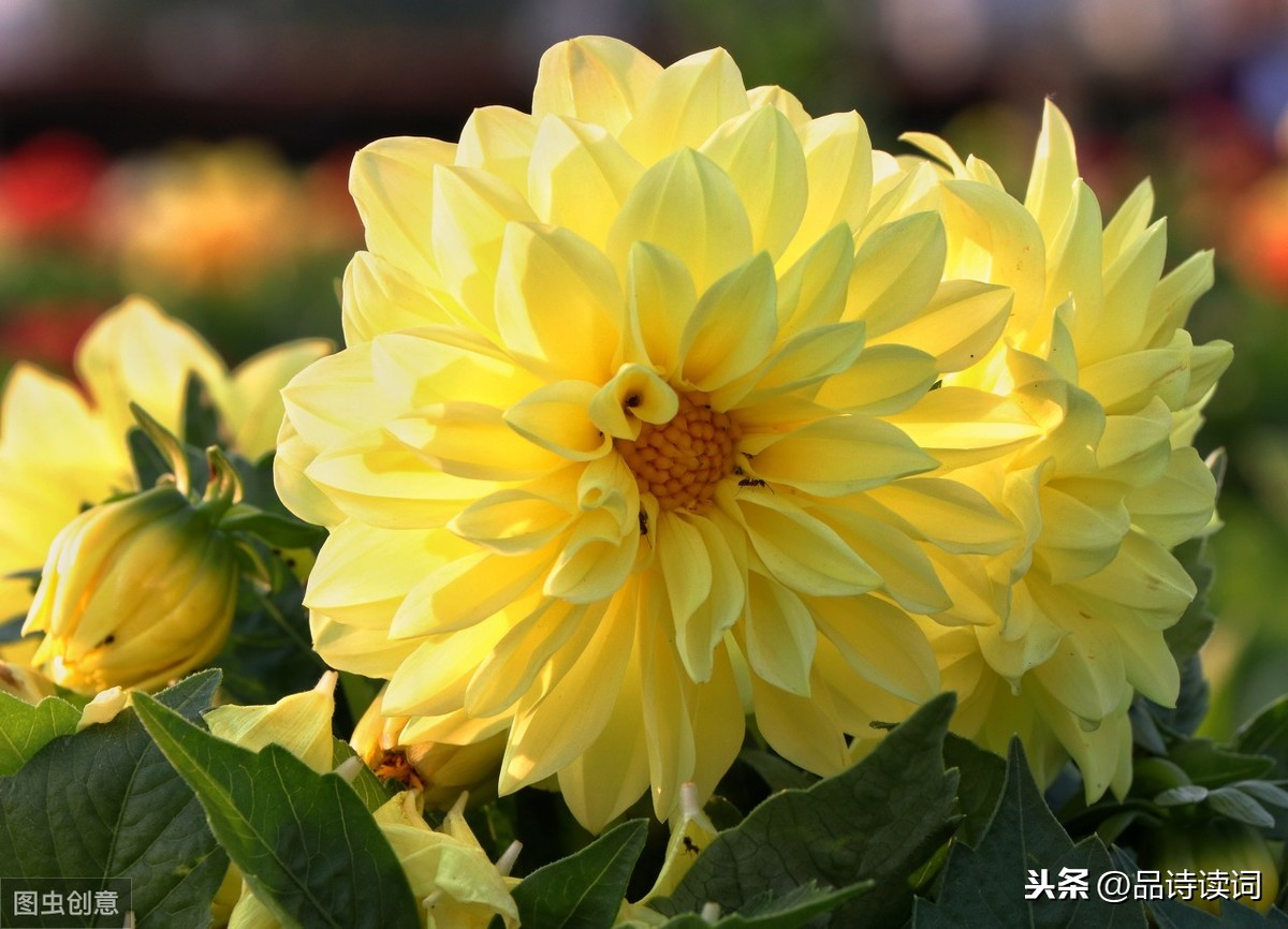 菊花这首诗的志向（赞美菊花的古诗鉴赏） 第1张
