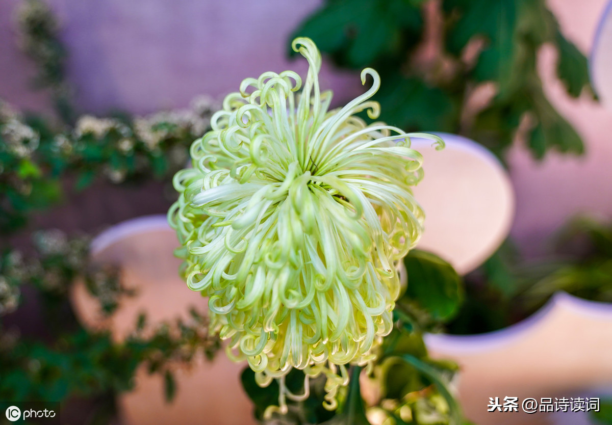 菊花这首诗的志向（赞美菊花的古诗鉴赏） 第3张