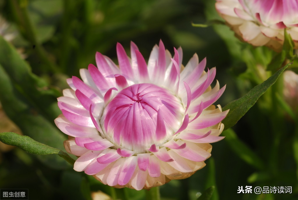 菊花这首诗的志向（赞美菊花的古诗鉴赏） 第7张
