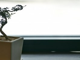 家庭适合种哪些植物 第1张