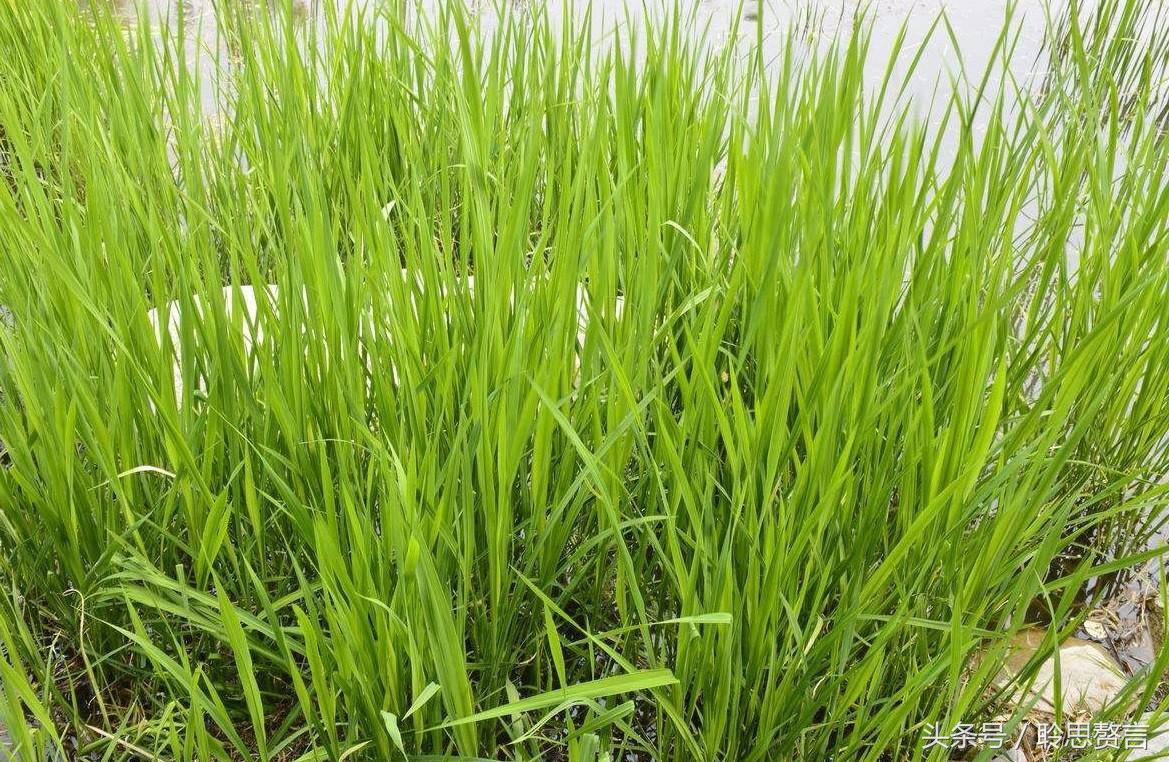 带草的古诗词有哪些（赞美草的24首经典古诗） 第17张