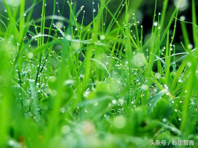 带草的古诗词有哪些（赞美草的24首经典古诗） 第19张