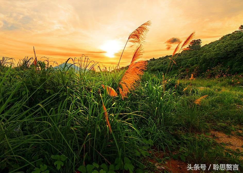 带草的古诗词有哪些（赞美草的24首经典古诗） 第21张