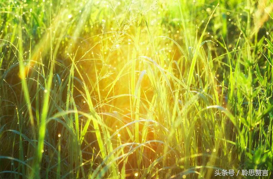 带草的古诗词有哪些（赞美草的24首经典古诗） 第31张