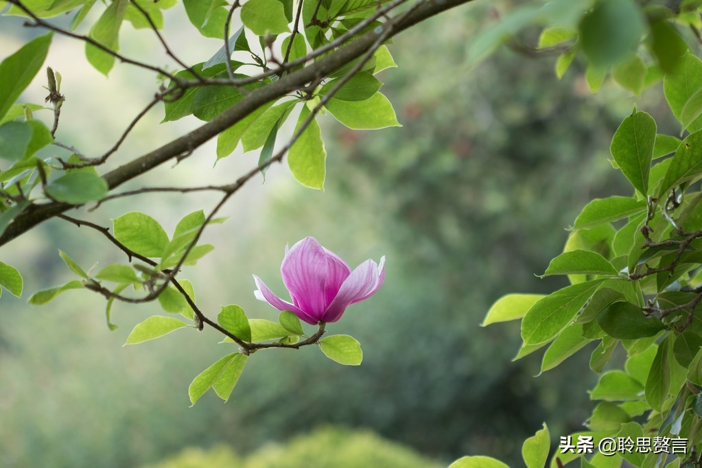 王令送春的诗意是什么（送春全文赏析和诗意解读） 第1张