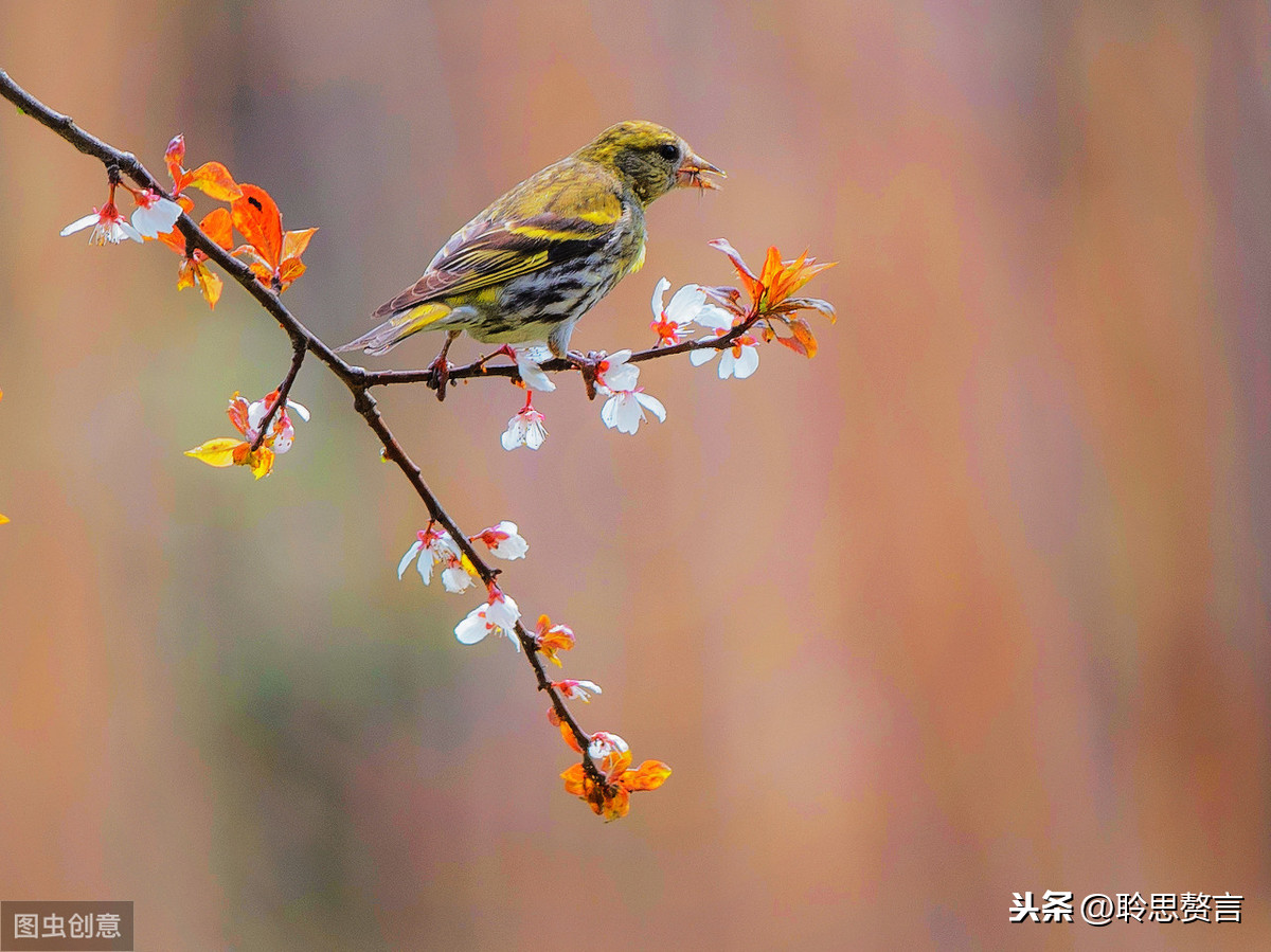 王令送春的诗意是什么（送春全文赏析和诗意解读） 第5张
