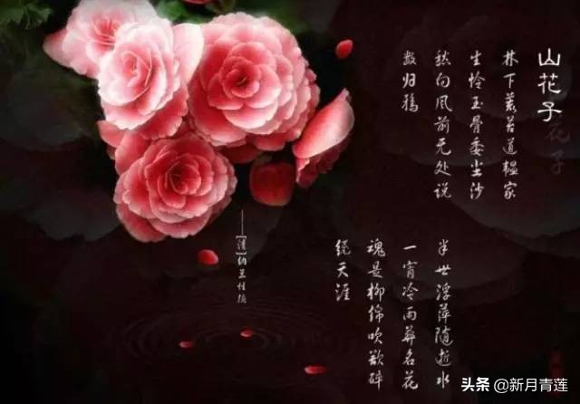蝶恋花辛苦最怜天上月赏析（蝶恋花原文内容和诗意翻译） 第5张