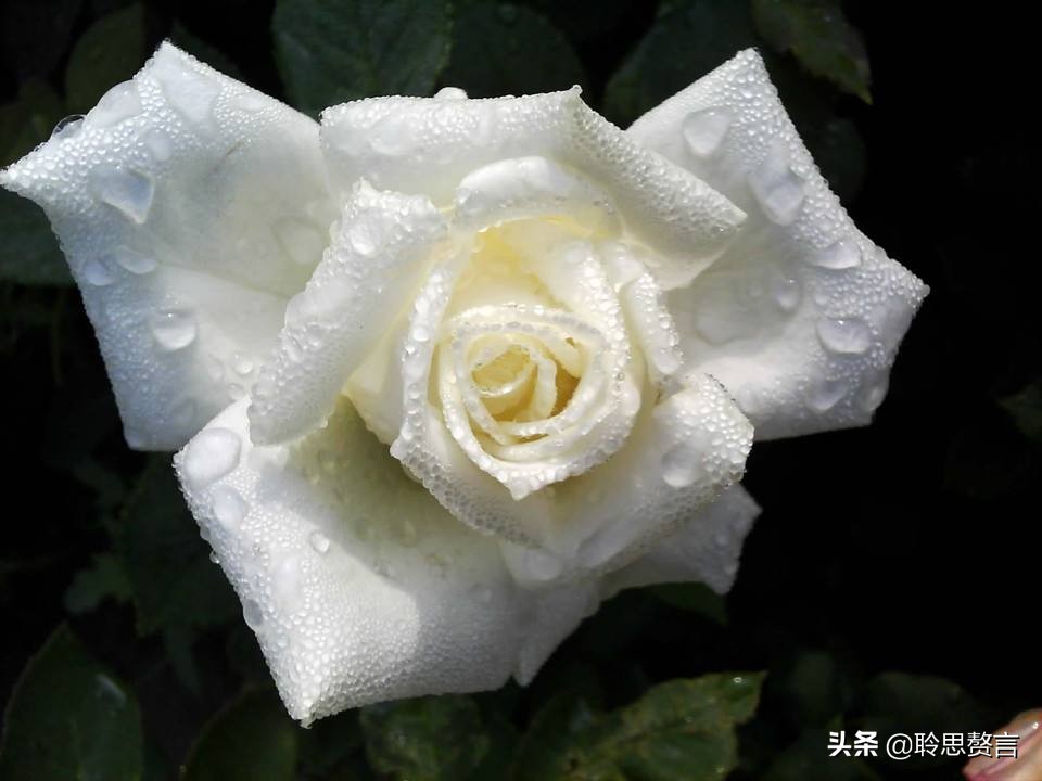 生日的诗句诗词大全（摘抄这42首寓意美好的祝寿诗） 第5张