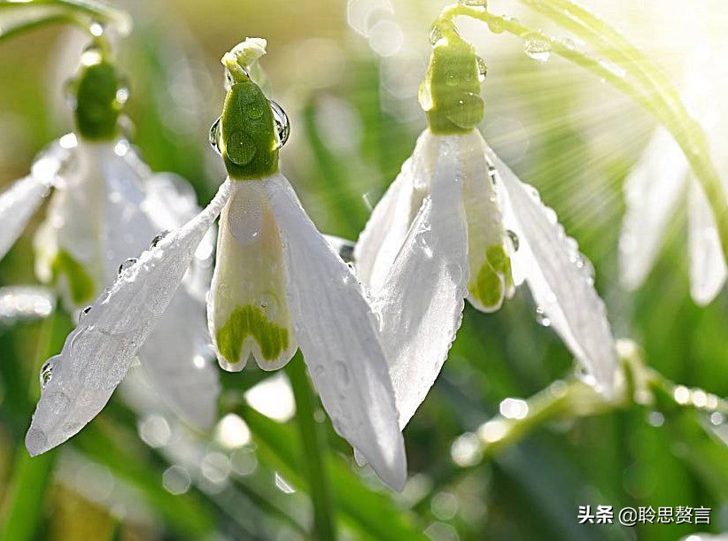 生日的诗句诗词大全（摘抄这42首寓意美好的祝寿诗） 第7张