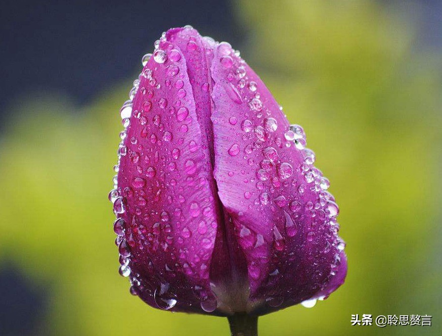 生日的诗句诗词大全（摘抄这42首寓意美好的祝寿诗） 第9张