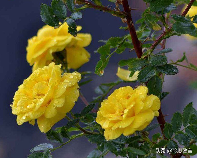 生日的诗句诗词大全（摘抄这42首寓意美好的祝寿诗） 第11张