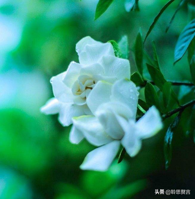生日的诗句诗词大全（摘抄这42首寓意美好的祝寿诗） 第13张