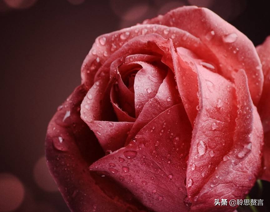 生日的诗句诗词大全（摘抄这42首寓意美好的祝寿诗） 第15张