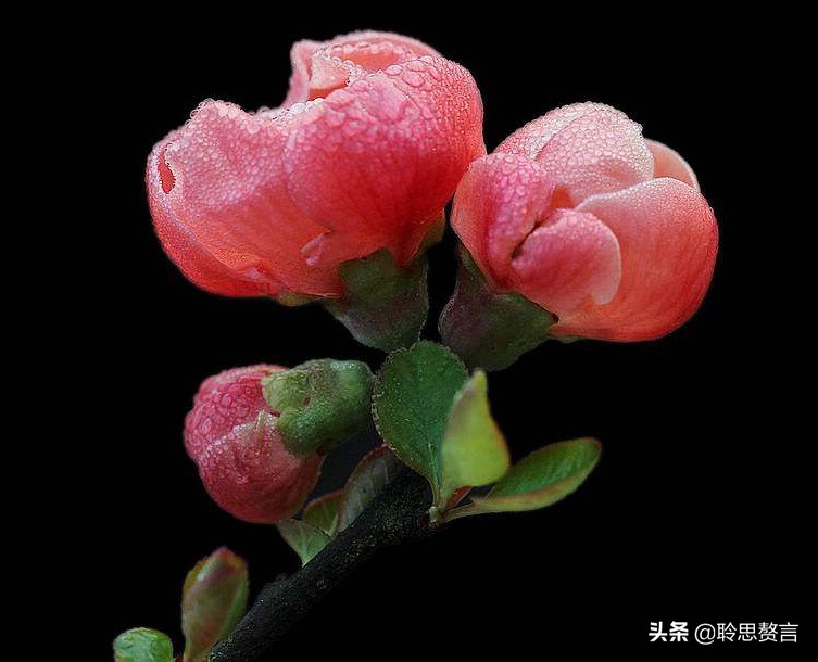 生日的诗句诗词大全（摘抄这42首寓意美好的祝寿诗） 第17张