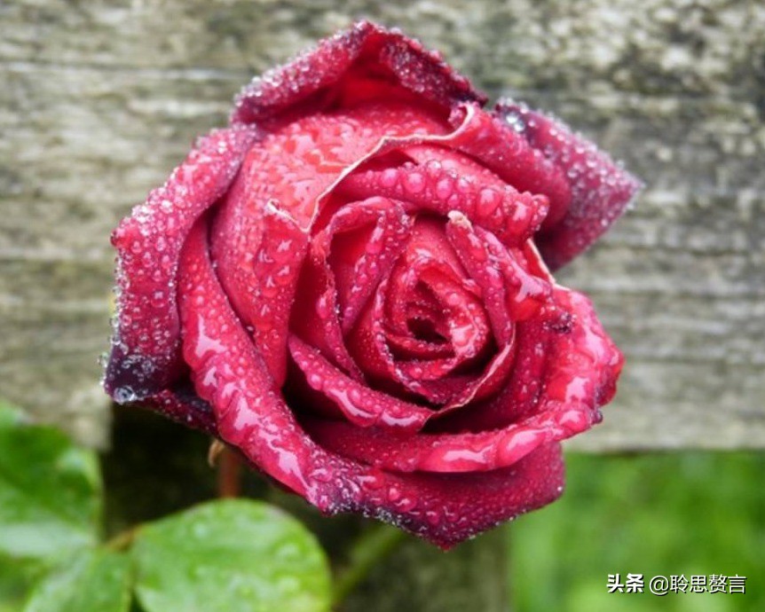 生日的诗句诗词大全（摘抄这42首寓意美好的祝寿诗） 第25张