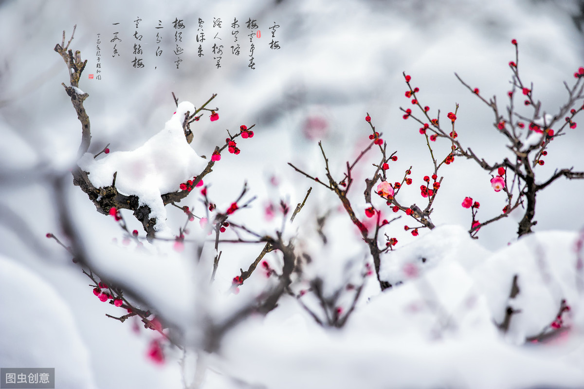 描写梅花的诗句大全（教科书必背的9首咏梅励志诗） 第1张