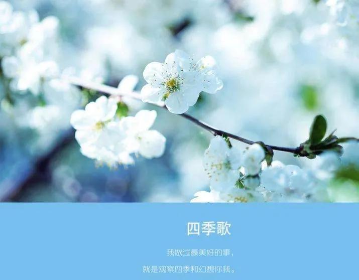描写春天花的优美句子（形容春暖花开的句子） 第7张