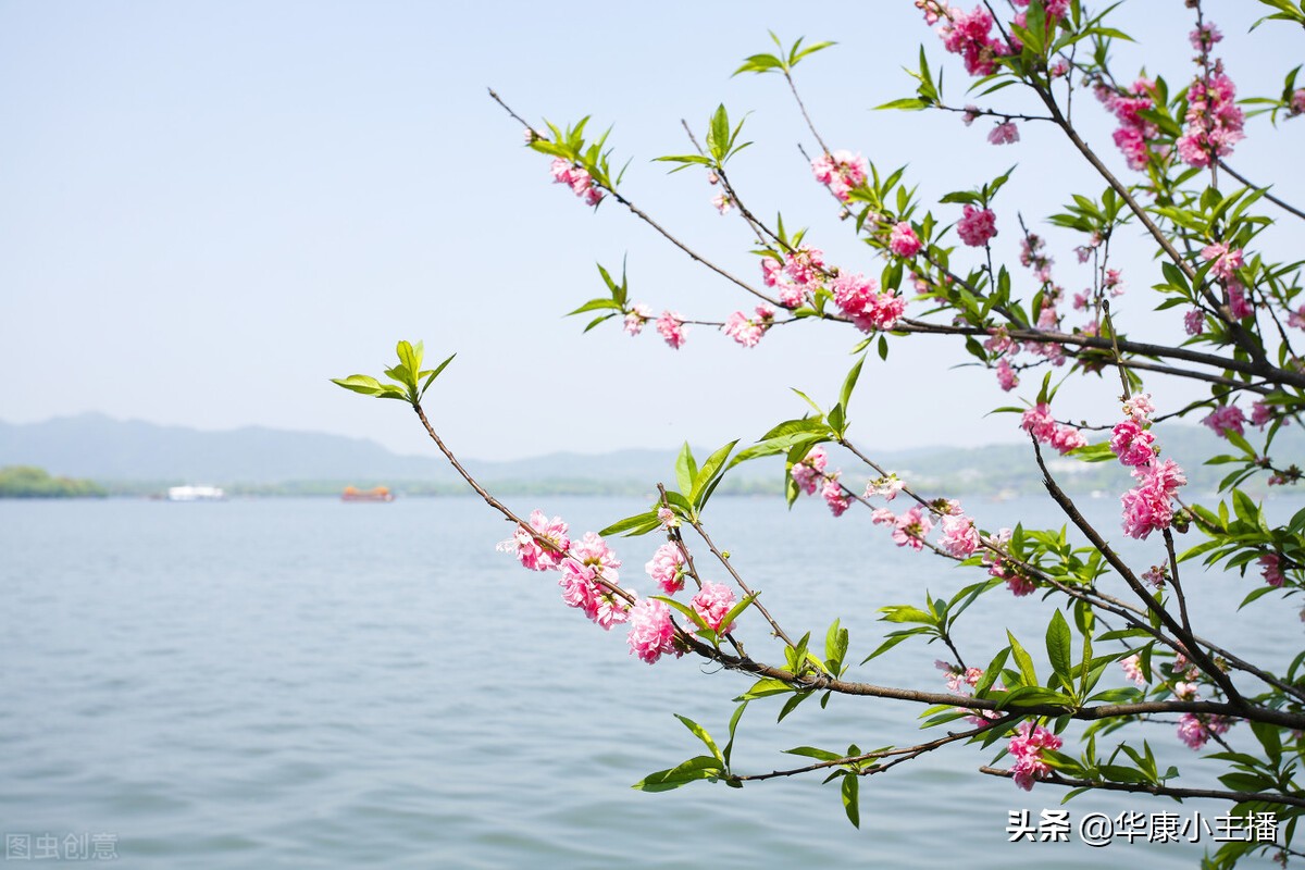 春晓的古诗的意思（孟浩然的春晓古诗赏析和翻译） 第1张