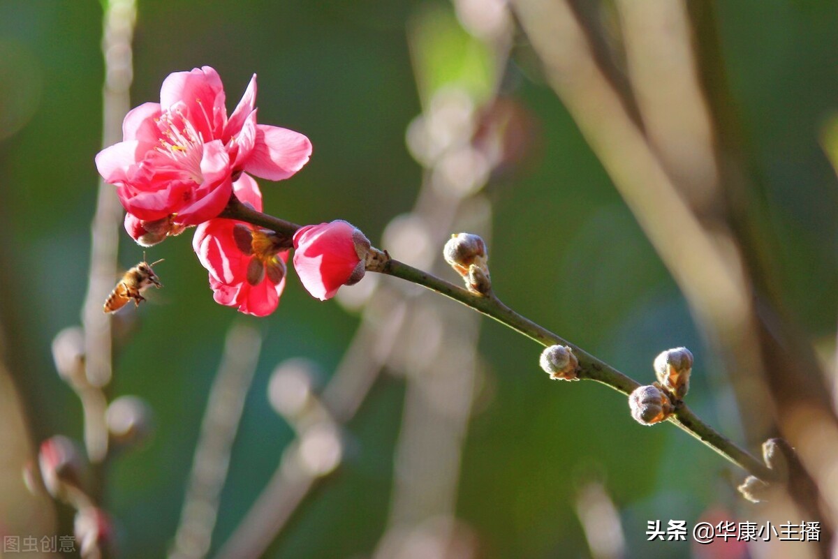 春晓的古诗的意思（孟浩然的春晓古诗赏析和翻译） 第3张