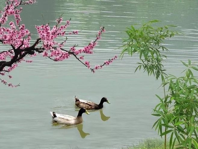 春来江水绿如蓝的全诗（惠崇春江晚景二首其一赏析和注释） 第1张