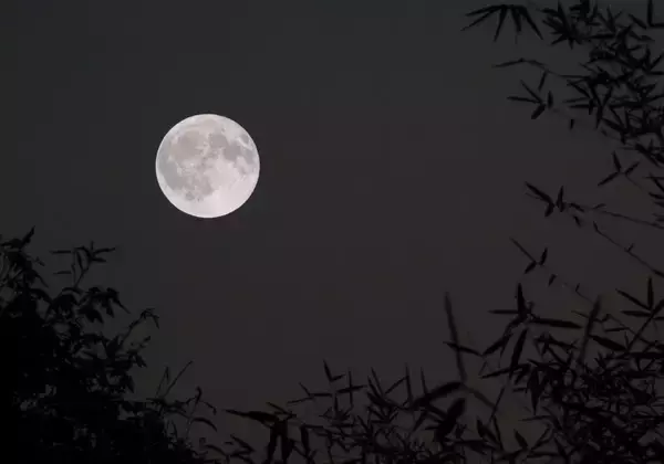 带有月的诗句有哪些（寄月抒情的30首名诗） 第7张