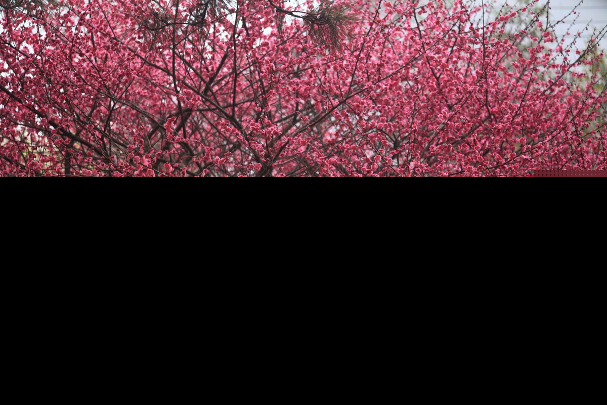 赞美梅花的优美句子精简（关于梅花的浪漫诗句） 第3张