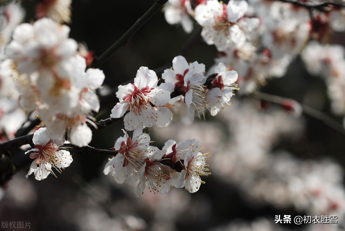 赞美梅花的优美句子精简（关于梅花的浪漫诗句） 第5张