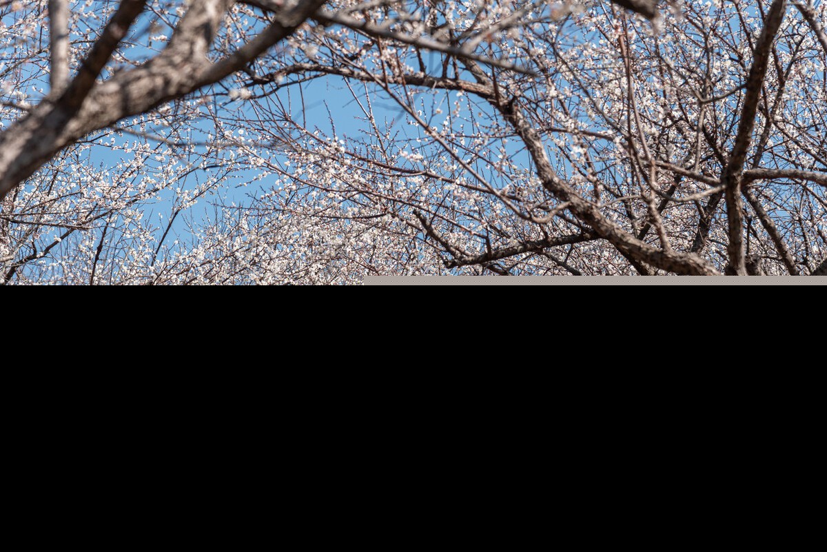 赞美梅花的优美句子精简（关于梅花的浪漫诗句） 第7张