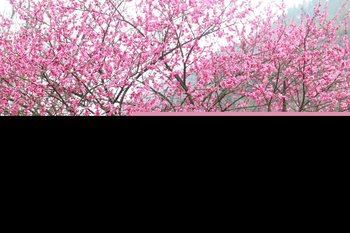 赞美梅花的优美句子精简（关于梅花的浪漫诗句） 第9张