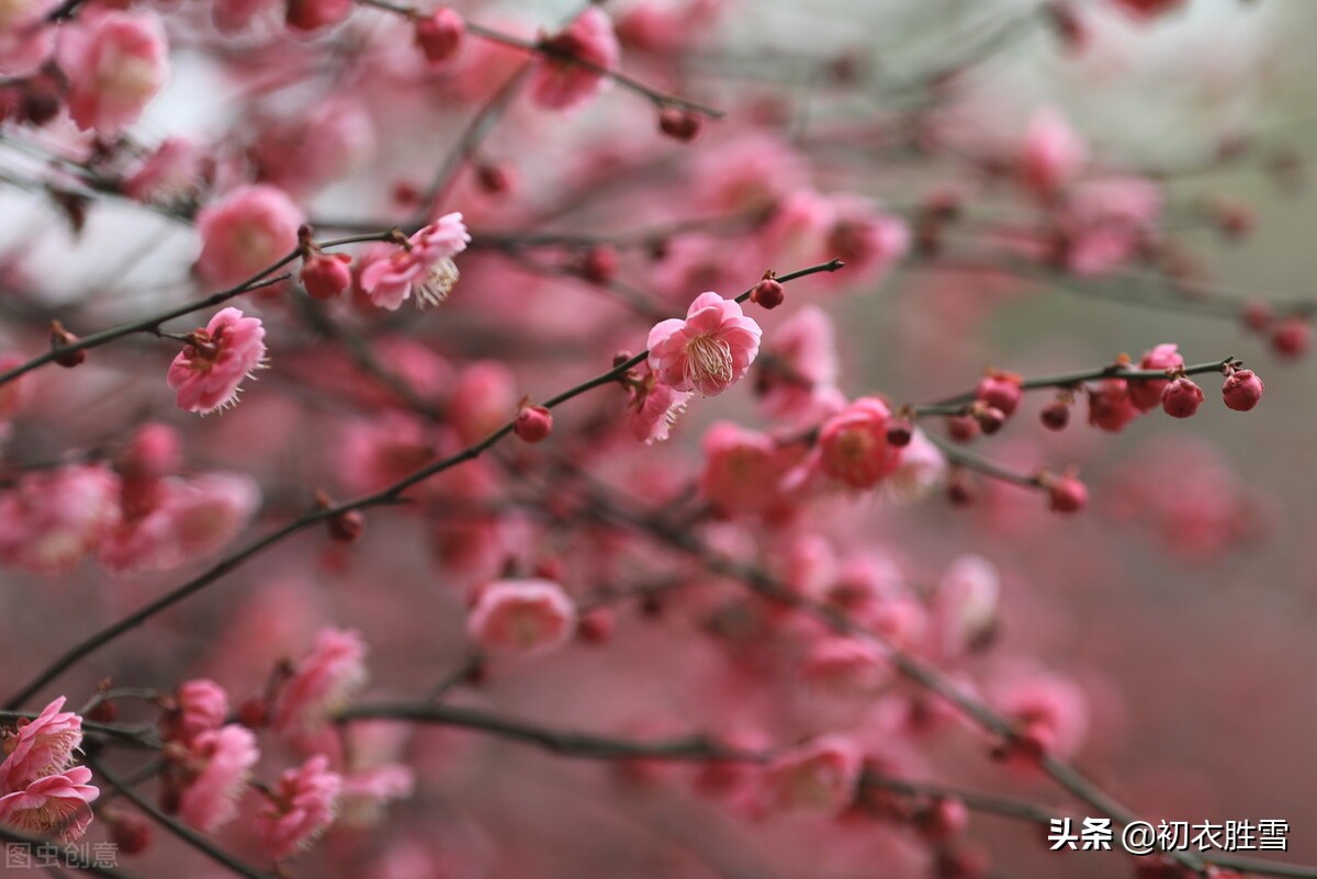 赞美梅花的优美句子精简（关于梅花的浪漫诗句） 第11张