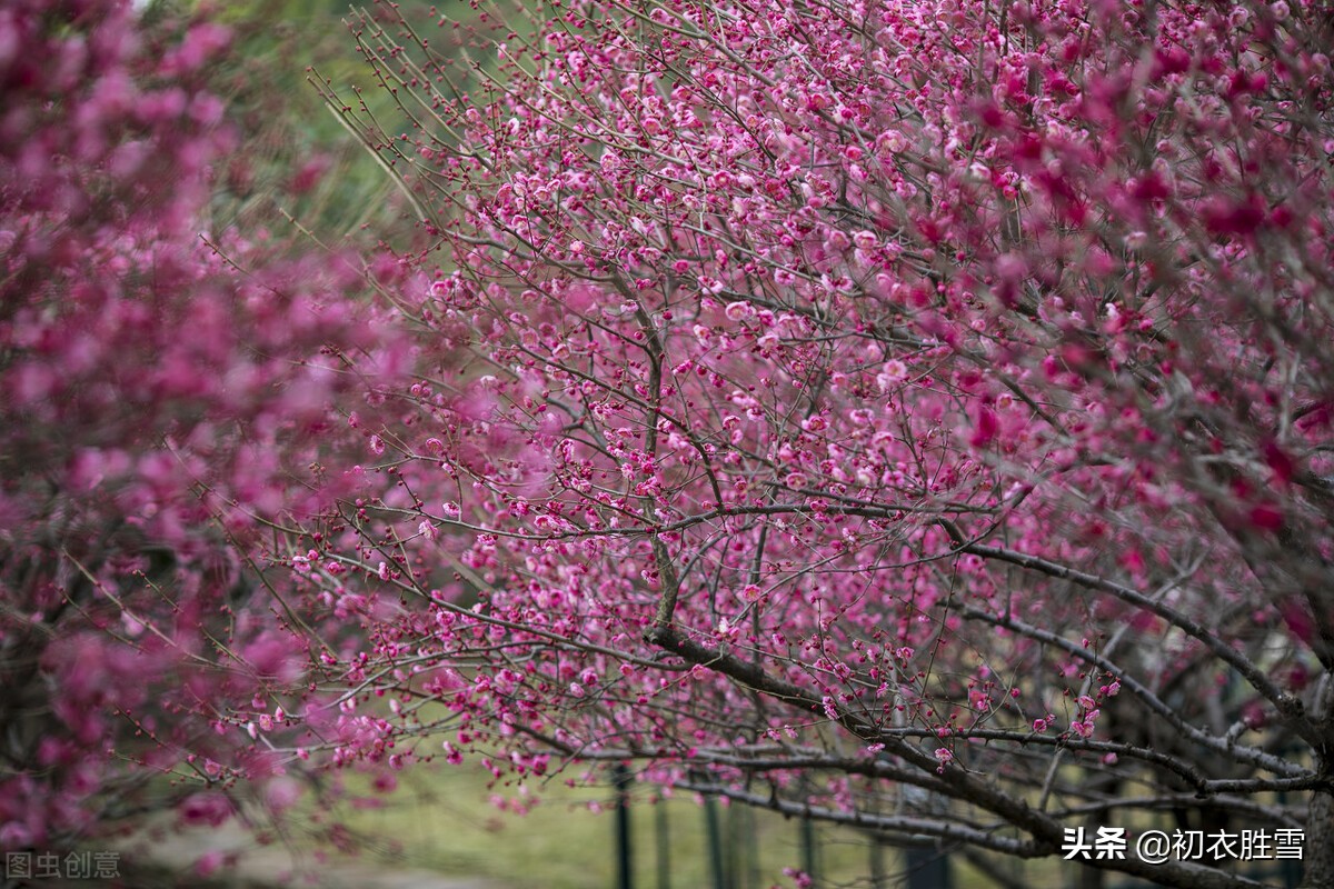 赞美梅花的优美句子精简（关于梅花的浪漫诗句） 第13张