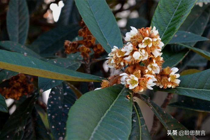赞美枇杷诗句有哪些（精选这28首写枇杷的古诗） 第1张