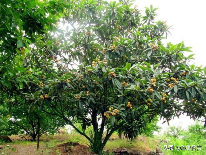赞美枇杷诗句有哪些（精选这28首写枇杷的古诗） 第3张