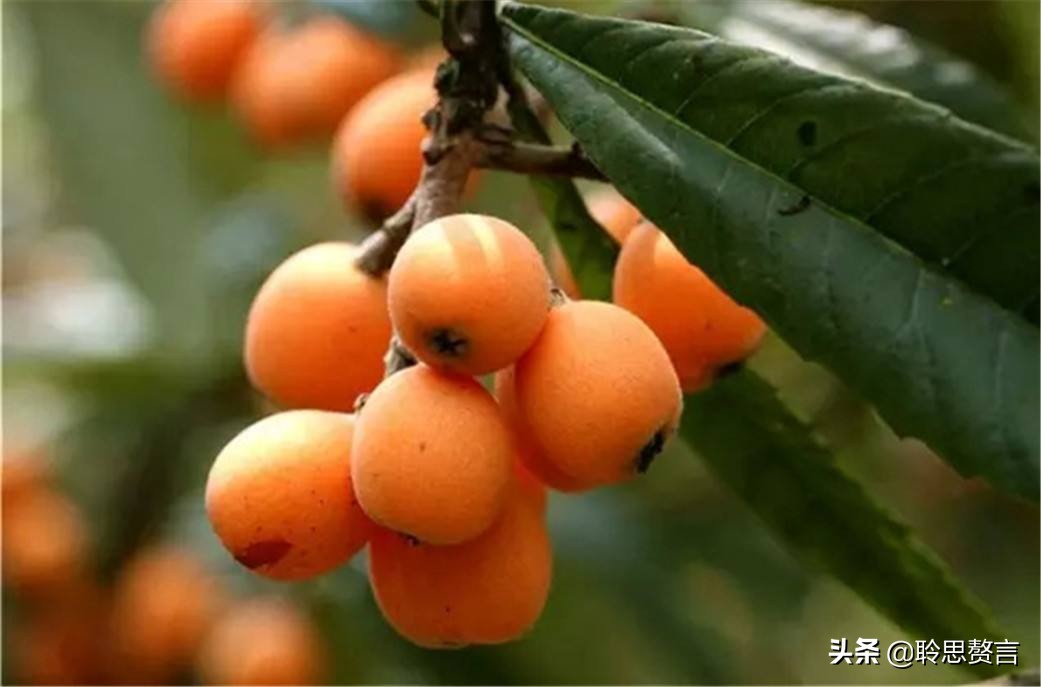 赞美枇杷诗句有哪些（精选这28首写枇杷的古诗） 第5张