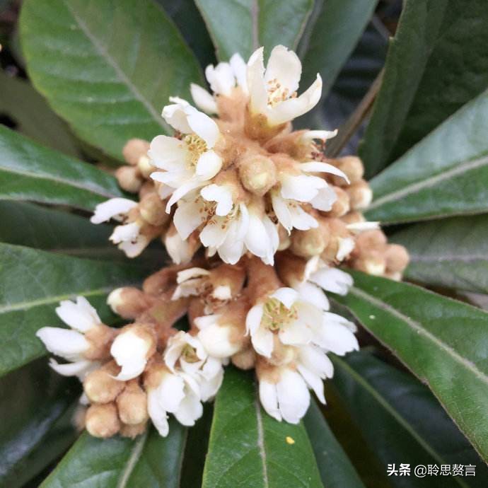 赞美枇杷诗句有哪些（精选这28首写枇杷的古诗） 第9张