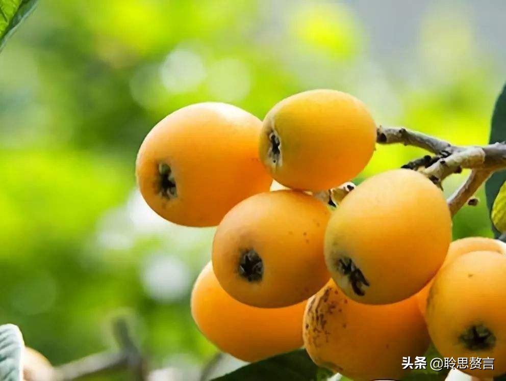 赞美枇杷诗句有哪些（精选这28首写枇杷的古诗） 第19张
