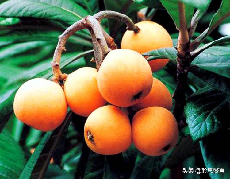 赞美枇杷诗句有哪些（精选这28首写枇杷的古诗） 第21张