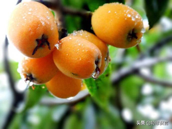 赞美枇杷诗句有哪些（精选这28首写枇杷的古诗） 第29张