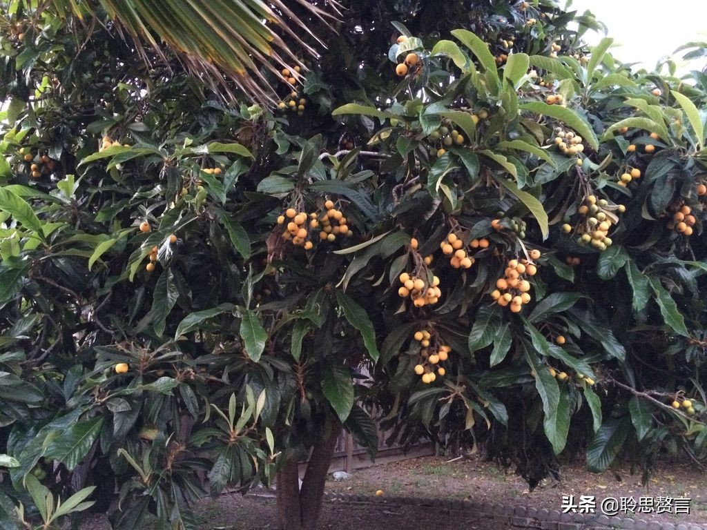 赞美枇杷诗句有哪些（精选这28首写枇杷的古诗） 第35张
