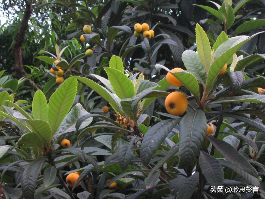 赞美枇杷诗句有哪些（精选这28首写枇杷的古诗） 第37张