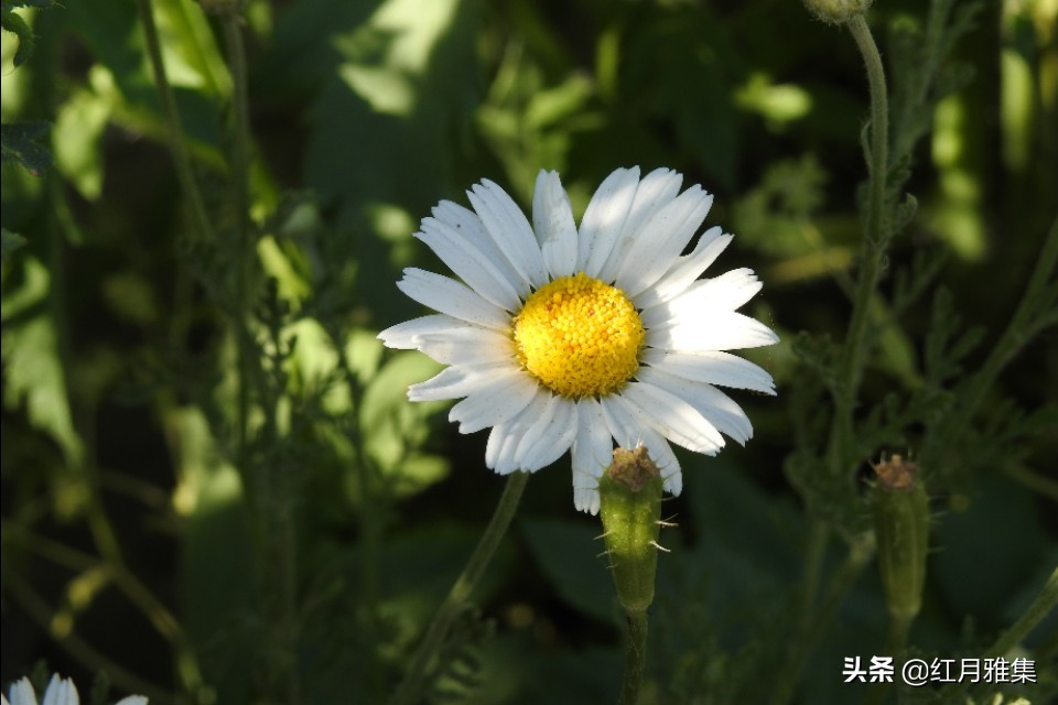 春菊古诗原文解释（春菊整首诗歌赏析） 第1张